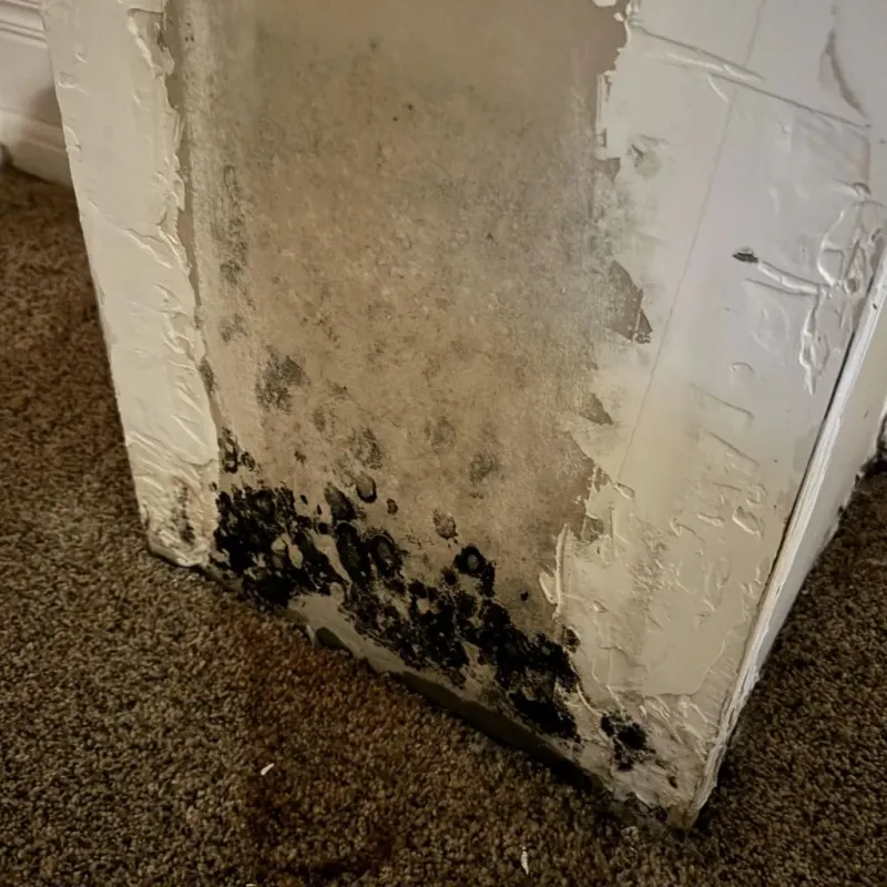 Professional Mold Removal in Saint Marys, OH